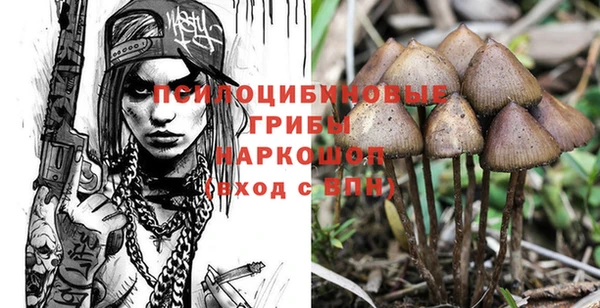 прущие грибы Аркадак